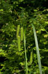 Longhair sedge